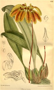 Bulbophyllum mastersianum (as Cirrhopetalum mastersianum) - Curtis' 139 (Ser. 4 no. 9) pl. 8531 (1913). Free illustration for personal and commercial use.