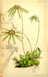 Bulbophyllum fimbriatum (as Cirrhopetalum fimbriatum) - Curtis' 74 (Ser. 3 no. 4) pl. 4391 (1848). Free illustration for personal and commercial use.