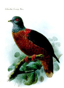 Bulletinofliverp01forb 0333a