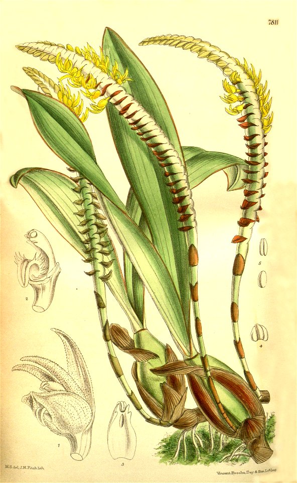 Bulbophyllum imbricatum (as Megaclinium leucorhachis) - Curtis' 127 (Ser. 3 no. 57) pl. 7811 (1901)