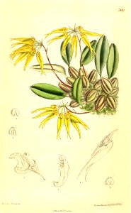 Bulbophyllum muscicola (as Cirrhopetalum hookeri) - Curtis' 128 (Ser. 3 no. 58) pl. 7869 (1902)