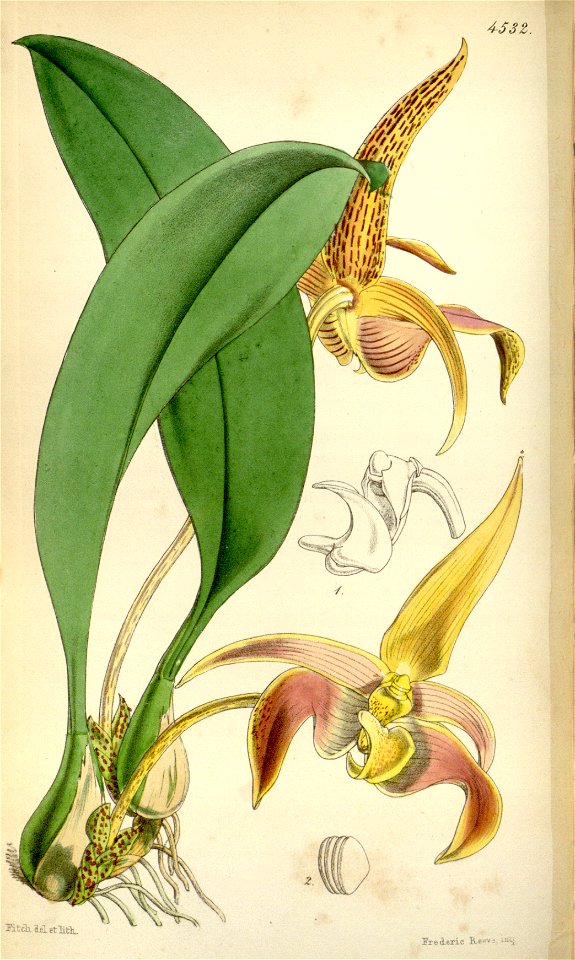 Bulbophyllum lobbii (spelled Bolbophyllum lobbii) - Curtis' 76 (Ser. 3 no. 6) pl. 4532 (1850). Free illustration for personal and commercial use.