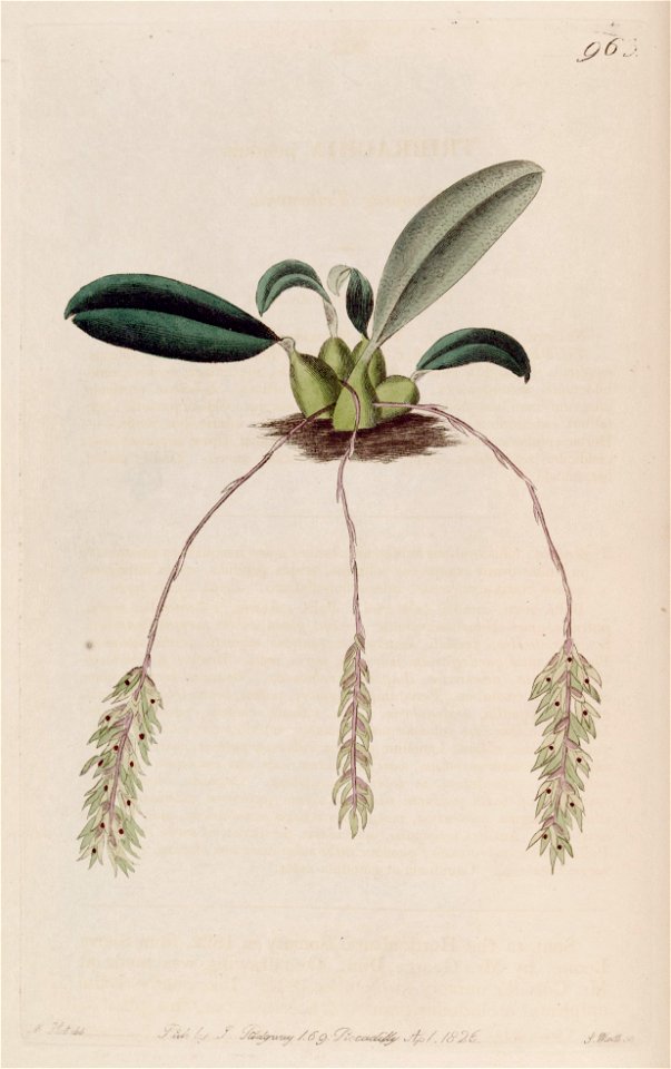 Bulbophyllum pendulum (as Tribrachia pendula) - Bot. Reg. 12 pl. 963 (1826). Free illustration for personal and commercial use.