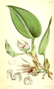 Bulbophyllum reticulatum (spelled Bolbophyllum reticulatum) - Curtis' 92 (Ser. 3 no. 22) pl. 5605 (1866). Free illustration for personal and commercial use.