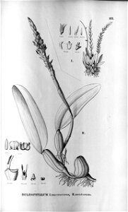 Bulbophyllum macroceras - Bulbophyllum mentosum - Fl.Br. 3-5-111. Free illustration for personal and commercial use.