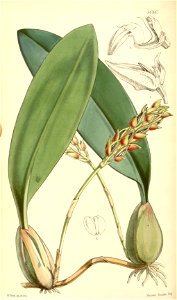 Bulbophyllum sterile (as Bulbophyllum nilgherrense, spelled Bolbophyllum Neilgherrense) - Curtis' 84 (Ser. 3 no. 14) pl. 5050 (1858). Free illustration for personal and commercial use.