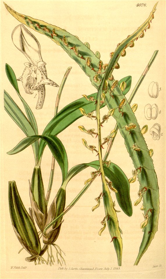 Bulbophyllum maximum(as Megaclinium maximum) - Curtis' 69 (N.S. 16) pl. 4028 (1843)