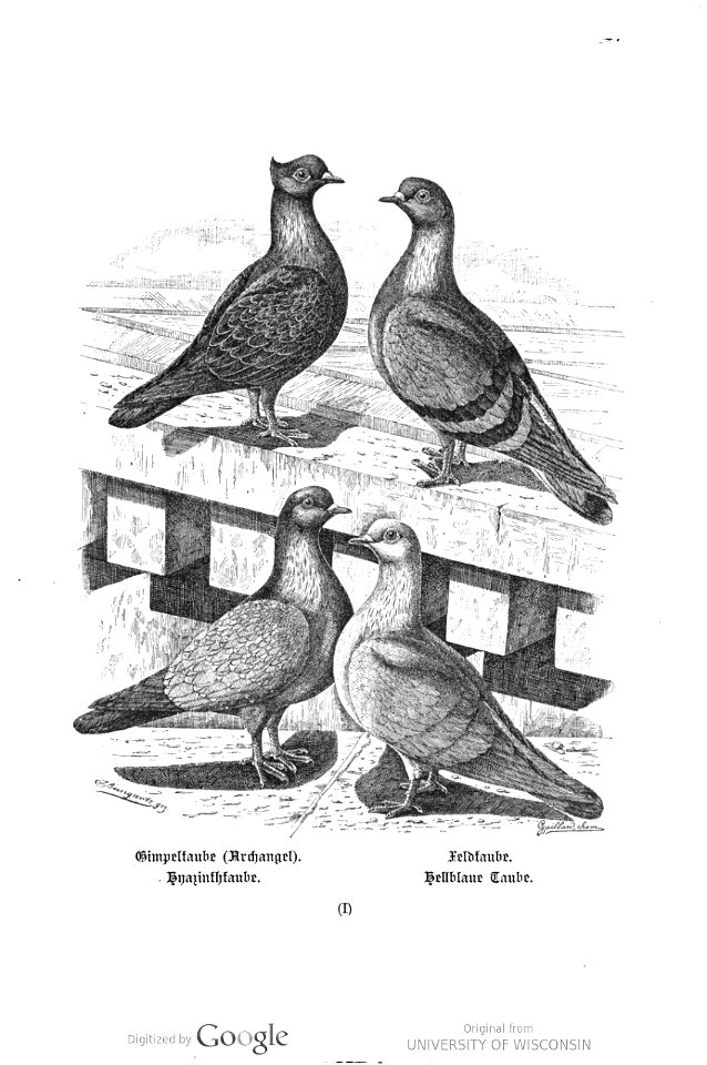 Bungartz, Taubenracen, Tafel01