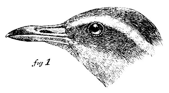 Bul02Bird122a