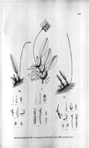 Bulbophyllum nemorosum - Bulbophyllum ochraceum - Bulbophyllum quadricolor- Fl.Br. 3-5-117. Free illustration for personal and commercial use.