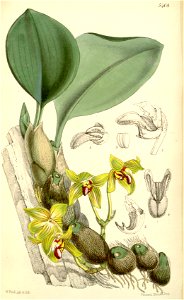 Bulbophyllum psittacoglossum (as Sarcopodium psittacoglossum) - Curtis' 89 (Ser. 3 no. 19) pl. 5408 (1863). Free illustration for personal and commercial use.
