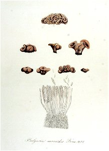Bulgaria sarcoides — Flora Batava — Volume v14