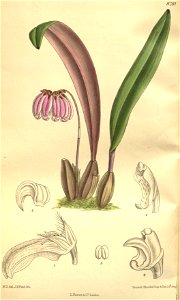 Bulbophyllum auratum (as Bulbophyllum campanulatum) - Curtis' 135 (Ser. 4 no. 5) pl. 8281 (1909). Free illustration for personal and commercial use.