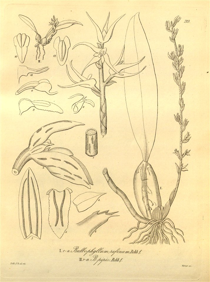 Bulbophyllum rufinum - Bulbophyllum pipio - Xenia 3 pl 219