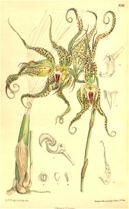Bulbophyllum binnendijkii (as Bulbophyllum ericssonii, spelled ericssoni) - Curtis' 132 (Ser. 4 no. 2) pl. 8088 (1906). Free illustration for personal and commercial use.