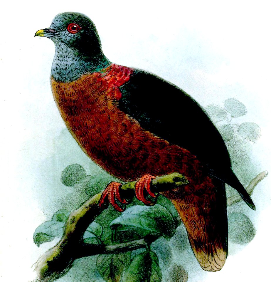 Bulletinofliverp01forb 0333a (cropped)