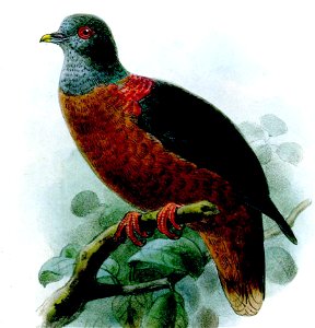 Bulletinofliverp01forb 0333a (cropped)