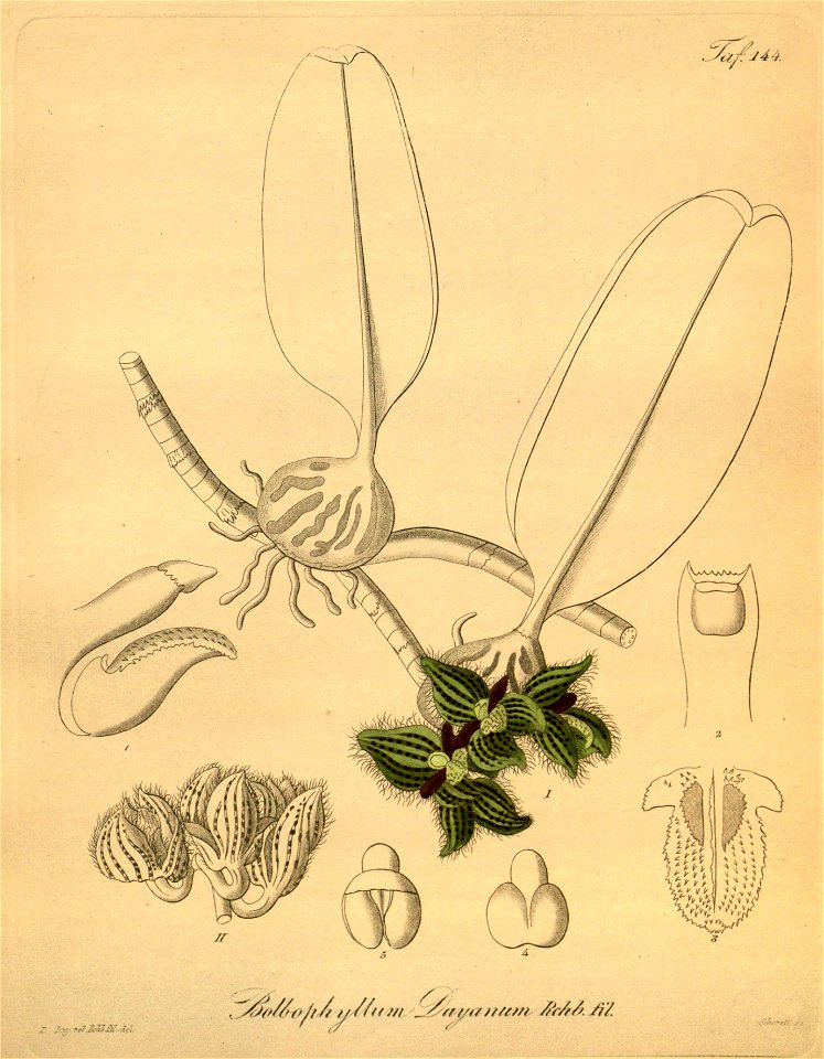 Bulbophyllum dayanum (spelled Bolbophyllum dayanum) - Xenia 2 pl 144