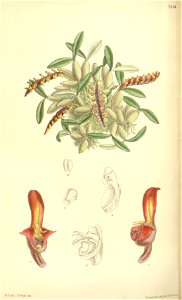 Bulbophyllum falcatum var. velutinum (as Megaclinium minutum) - Curtis' 119 (Ser. 3 no. 49) pl. 7314 (1893)