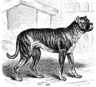 Bullenbeiser