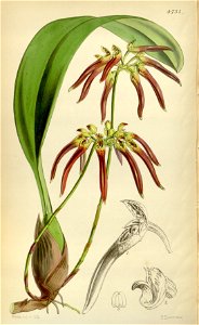 Bulbophyllum helenae (as Cirrhopetalum cornutum) - Curtis' 79 (Ser. 3 no. 9) pl. 4753 (1853). Free illustration for personal and commercial use.