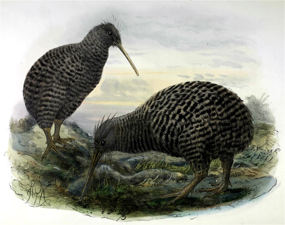 Bullers kiwis