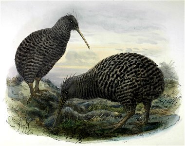 Bullers kiwis