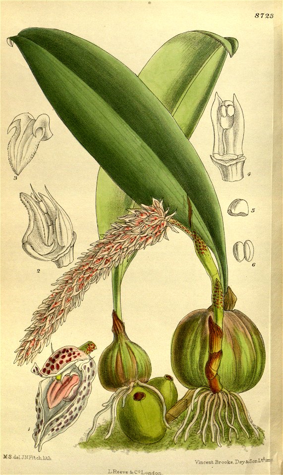 Bulbophyllum lilacinum 143-8723