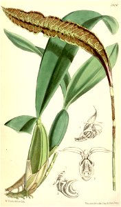 Bulbophyllum maximum (as syn. Megaclinium purpuratum) - Curtis' 97 (Ser. 3 no. 27) pl. 5936 (1871). Free illustration for personal and commercial use.
