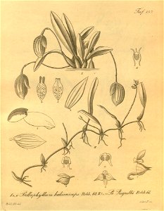 Bulbophyllum napellii (as Bulbophyllum balaeniceps) - Bulbophyllum regnellii - Xenia 2 pl 157