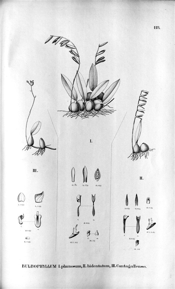 Bulbophyllum plumosum - Bulbophyllum bidentatum - Bulbophyllum cantagallense - Fl.Br. 3-5-118. Free illustration for personal and commercial use.