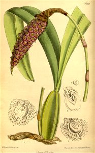 Bulbophyllum robustum 145-8792