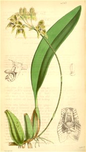 Bulbophyllum umbellatum (spelled Bolbophyllum umbellatum) - Curtis' 72 (Ser. 3 no. 2) pl. 4267 (1846). Free illustration for personal and commercial use.