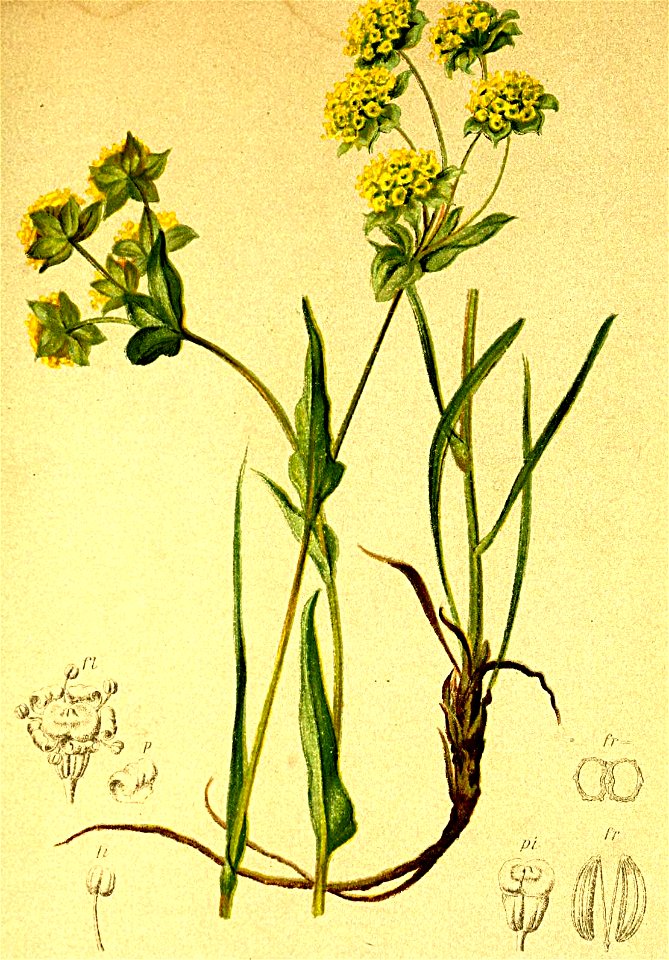 Bupleurum petraeum Atlas Alpenflora