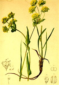 Bupleurum petraeum Atlas Alpenflora. Free illustration for personal and commercial use.