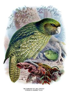 Buller Kakapo