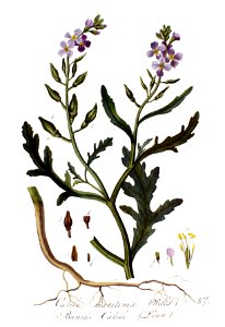 Bunias cakile — Flora Batava — Volume v2