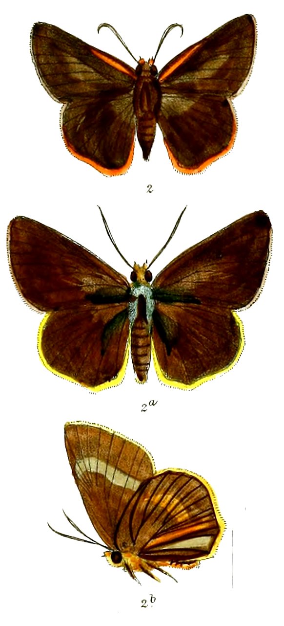 BuraraAnadi 748 2