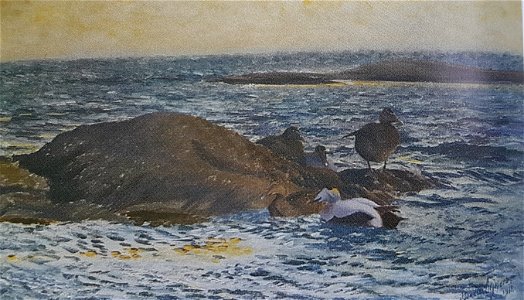 Bullerö x Bruno Liljefors