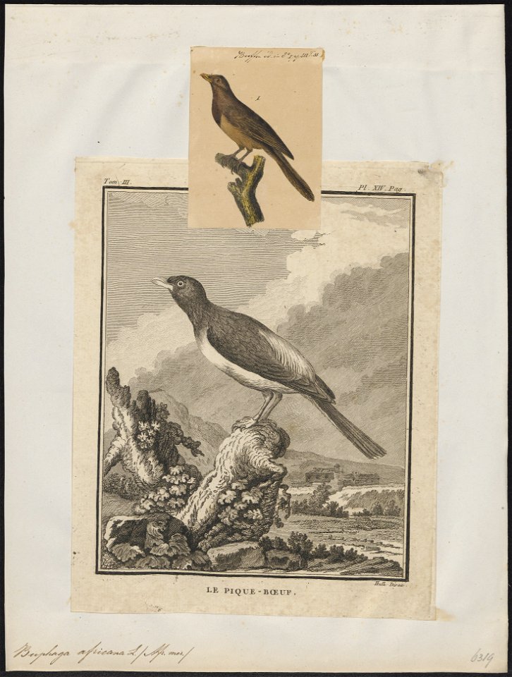 Buphaga africana - 1700-1880 - Print - Iconographia Zoologica - Special Collections University of Amsterdam - UBA01 IZ15800109