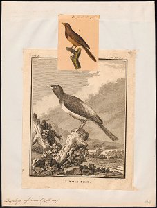 Buphaga africana - 1700-1880 - Print - Iconographia Zoologica - Special Collections University of Amsterdam - UBA01 IZ15800109