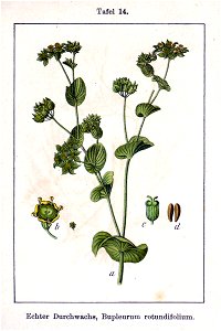 Bupleurum rotundifolium Sturm12014