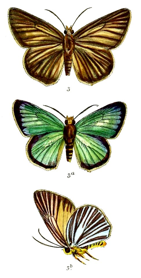 BuraraGomata 748 3