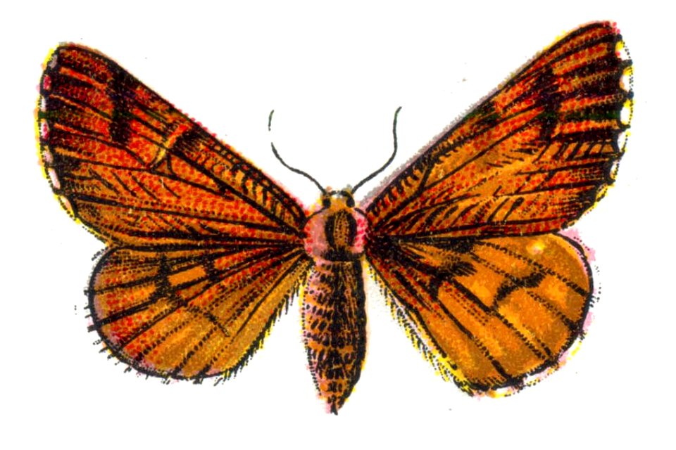 Bupalus piniaria femelle par Nemos