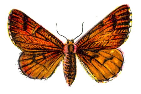 Bupalus piniaria femelle par Nemos