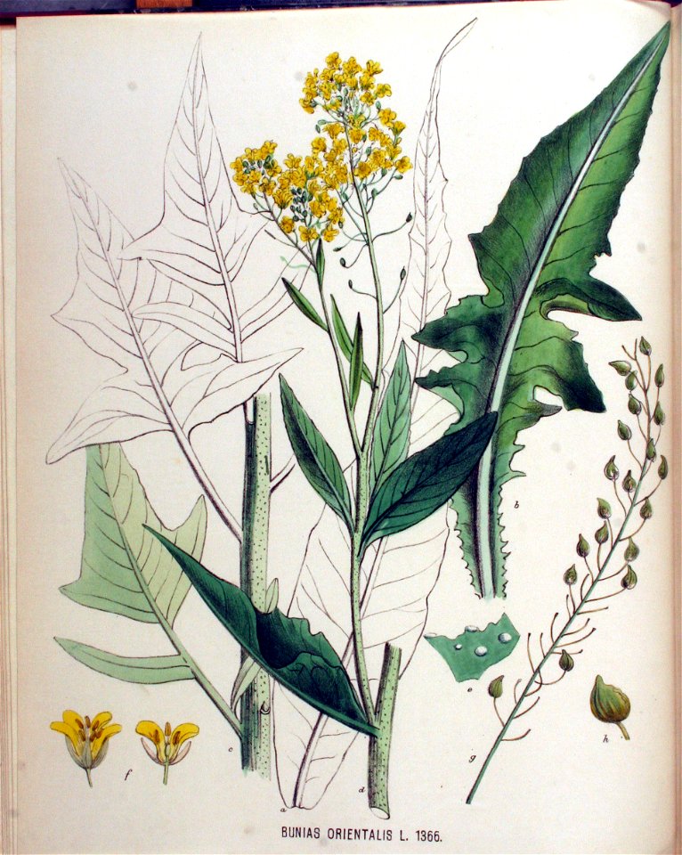 Bunias orientalis — Flora Batava — Volume v18