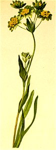 Bupleurum ranunculoides Atlas Alpenflora
