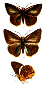 BuraraEtelka 749 2