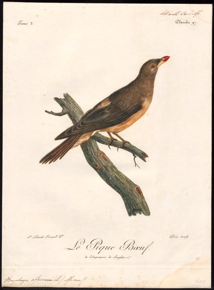 Buphaga africana - 1796-1808 - Print - Iconographia Zoologica - Special Collections University of Amsterdam - UBA01 IZ15800105