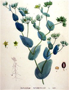 Bupleurum rotundifolium — Flora Batava — Volume v19